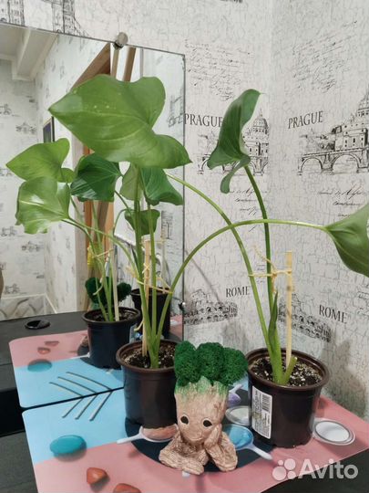 Калла эфиопская