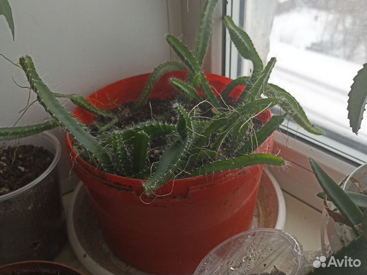 Питахайя (Драконий фрукт)