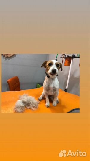 Груминг салон. Стрижка и уход для собак и кошек