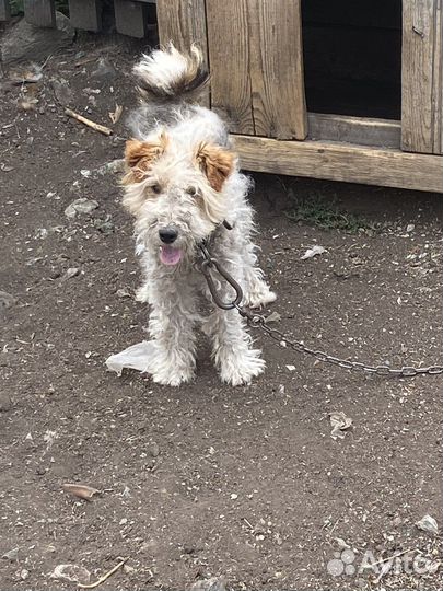 Фокстерьер