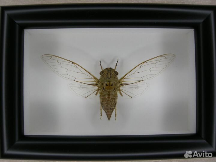 Цикада в рамке - Cryptolympana aquila
