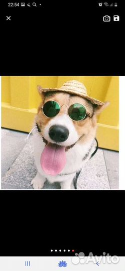 Очки для кошек и маленьких собак