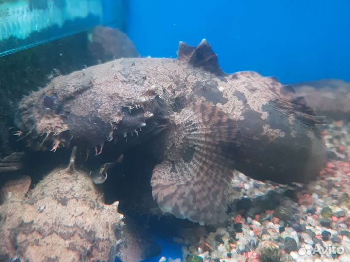 Аквариумные рыбки