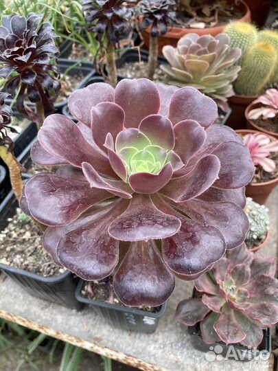 Суккуленты, Эониумы из питомника