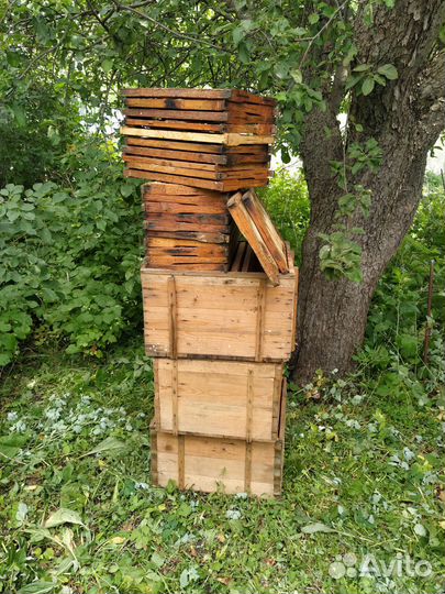 Сушь пчелиная