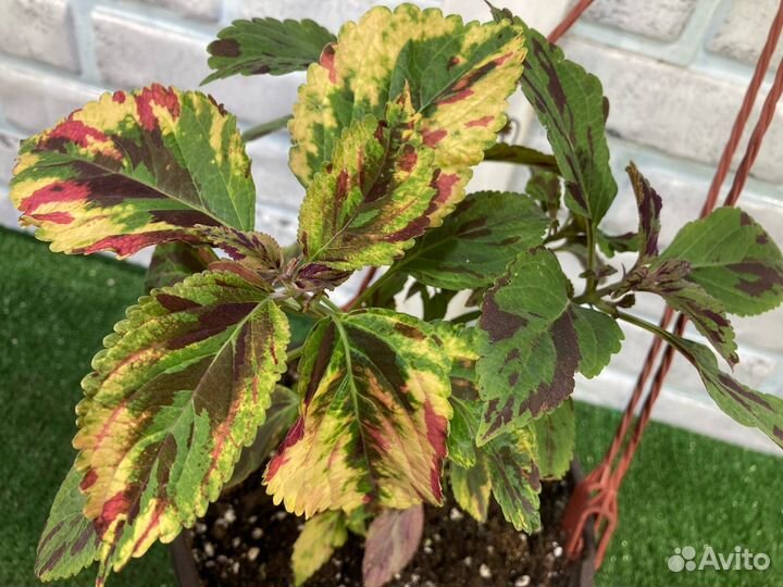 Колеусы из питомника растений