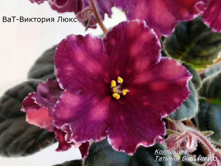 Детки сортовых фиалок