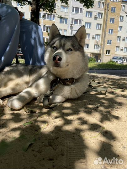 Сибирский хаски