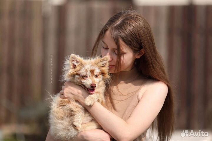 Саурон, джекдог