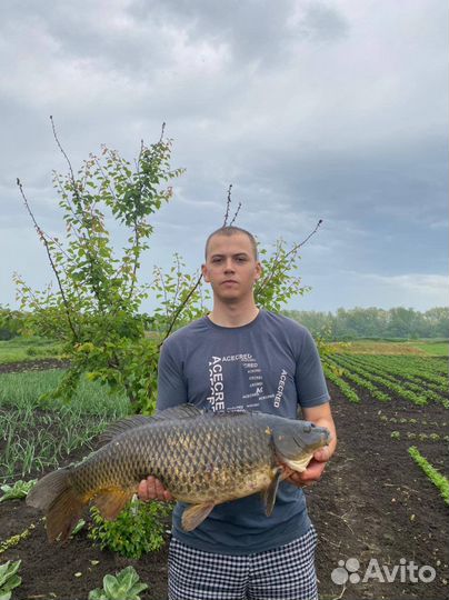 Кукуруза варенная (старая)