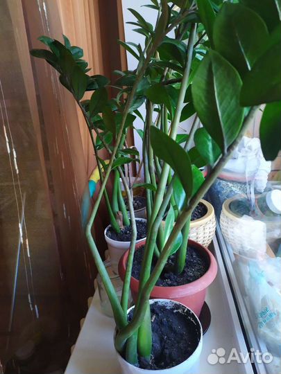 Замиокулькас