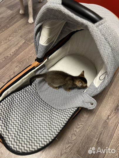 Коляска anex sport 2 в 1