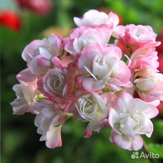 Сортовые пеларгонии