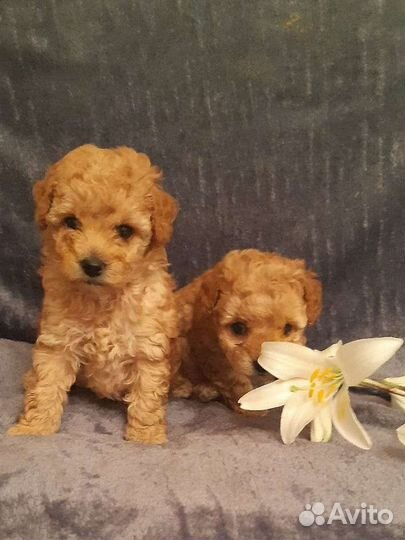 Щенки карликового пуделя