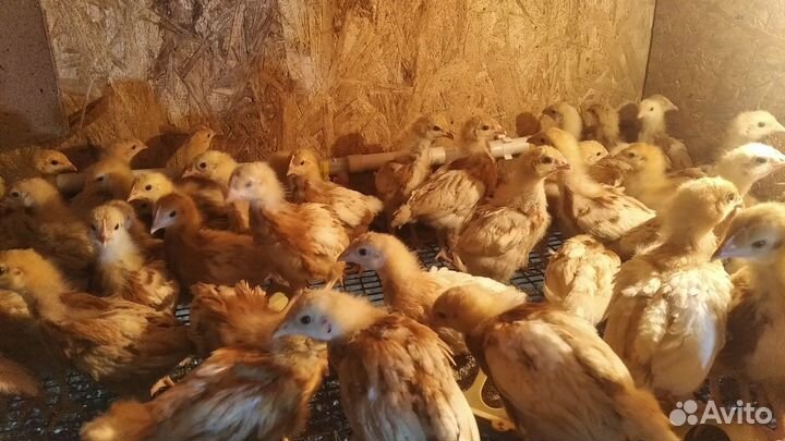 Цыплята