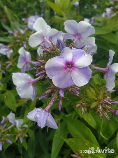 Флоксы (обмен на другой сорт)