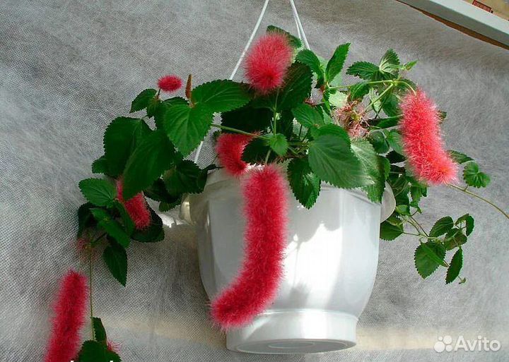 Комнатные растения