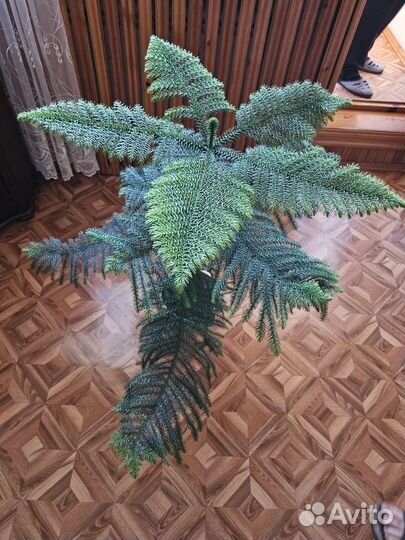 Араукария (комнатная ёлка)