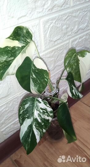 Монстера alba