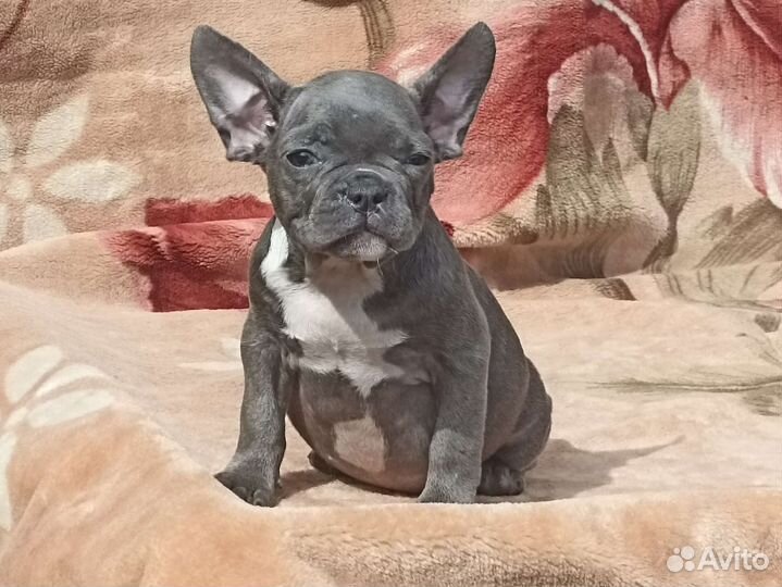 Французская булочка