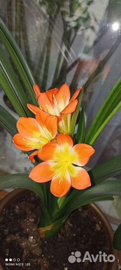 Комнатные цветы кливия