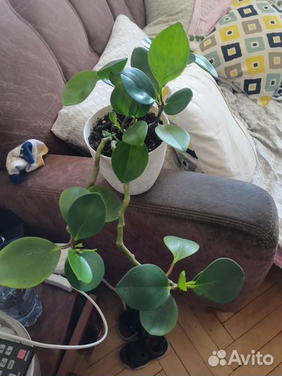 Пепермония