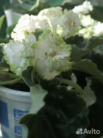 Продам фиалки