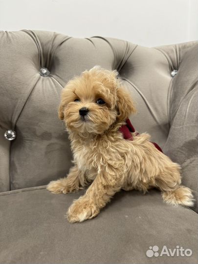 Maltipoo mini f1 корея