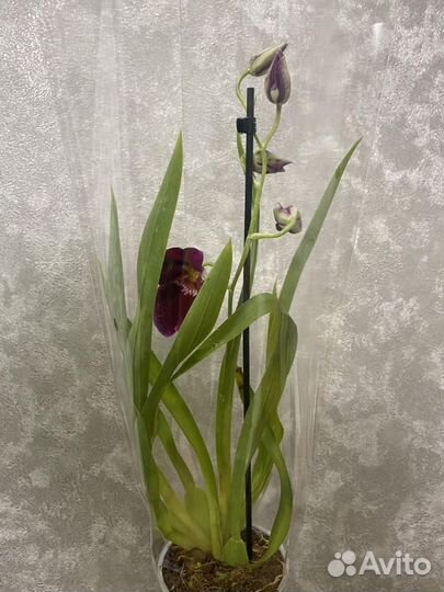 Орхидея дендробиум, камбрия, фаленопсис