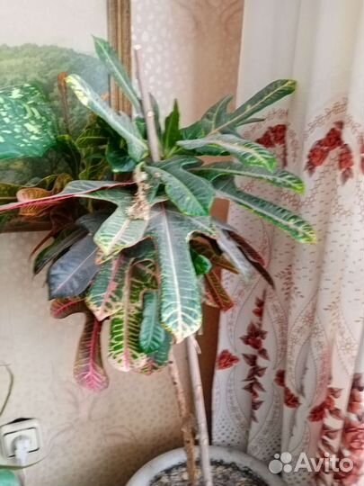 Диффенбахия