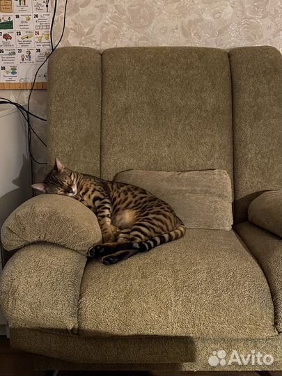 Бенгальский кот