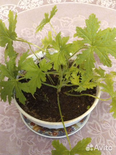 Герань душистая