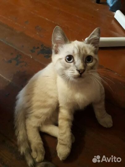 Кошка бесплатно