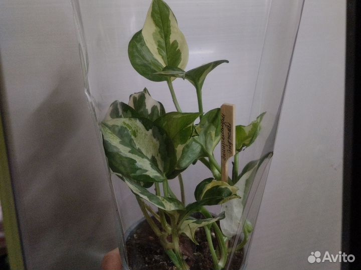 Сциндапсус и эпипремнумы