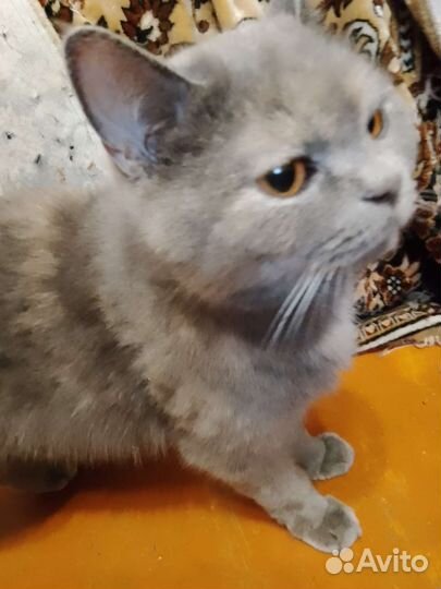 Кошка британка