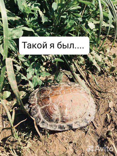 Черепаха Бу