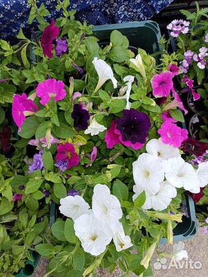 Вегетативная петуния ампельная, кустовая петуния
