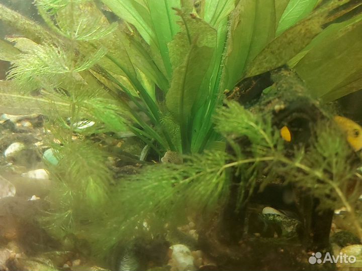 Аквариумные рыбки цихлиды