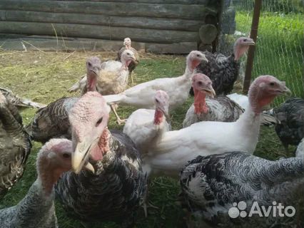 Индюки и куры