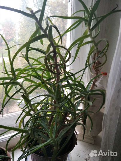 Алоэ лечебный 6 летний