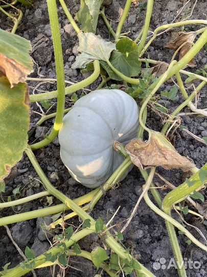 Тыква самсон