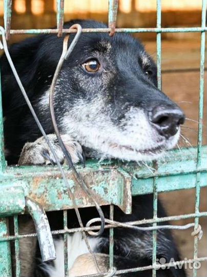 Собака Вжик