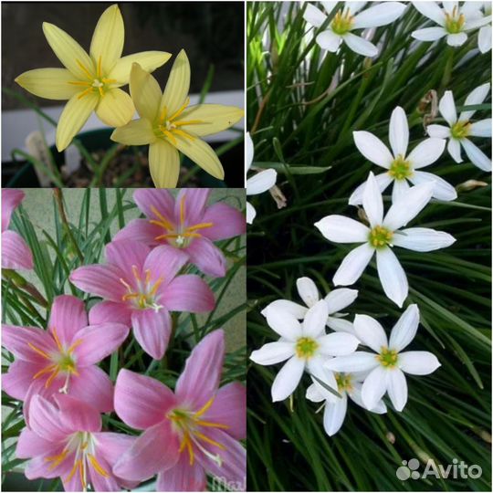 Выскочка белый, розовый, жёлтый