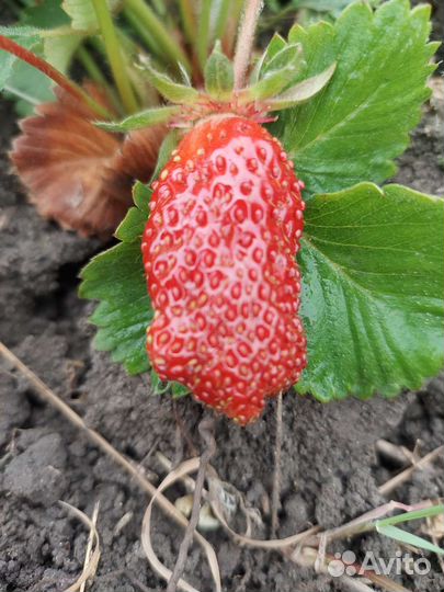 Элитные саженцы клубники от производителя