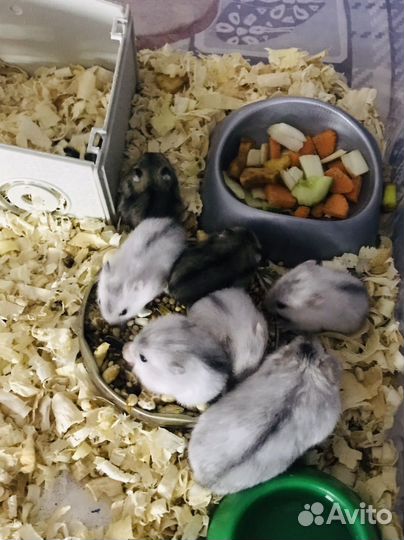 Джунгарский хомяк