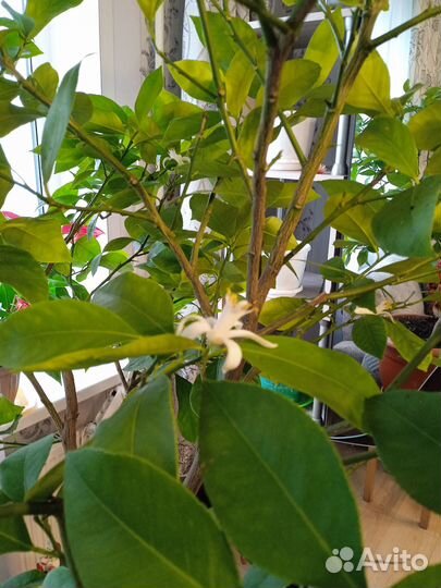 Лимонное дерево(саженцы)