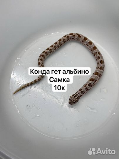 Змеи