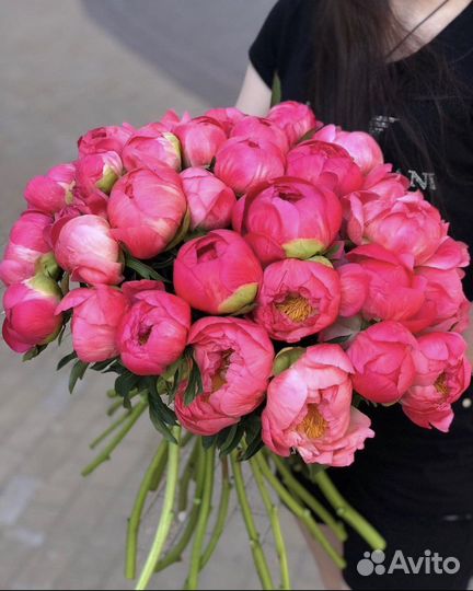 51/101/201/501 Пионы Букеты Цветы Доставка 24/7