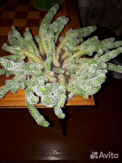 Кактус