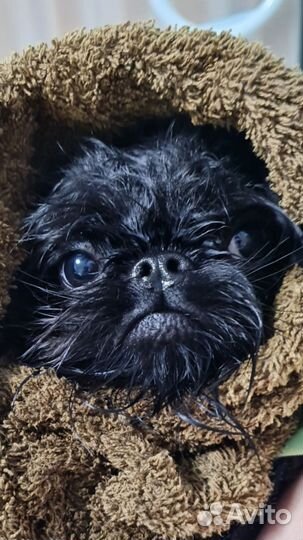 Ветеринарный врач на дом (+узи, тонометрия)